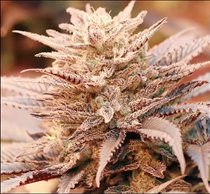 Diesel Dessert