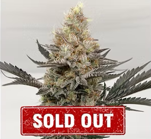 Grand Gelato
