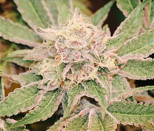 Push OG